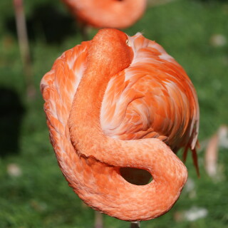 Flamingo-3