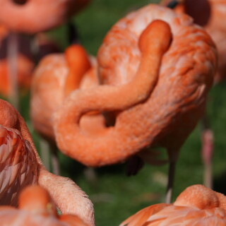 Flamingo-4