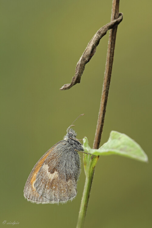 Kleines Wiesenvögelchen, Coenonympha pamphilus, Small heath butterfly

Aufnahmeort:	Odenwald	
Kamera:	Canon	EOS 60D
Objektiv:	Sigma Makro	150mm
Stativ		
		
# 00192

© Alle von mir veröffentlichten Bilder unterliegen dem Urheberrecht und dürfen ohne meine schriftliche Genehmigung nicht verwendet werden.