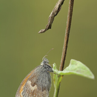 Kleines-Wiesenvoegelchen_Coenonympha-pamphilus_20230830_0002_B_Web