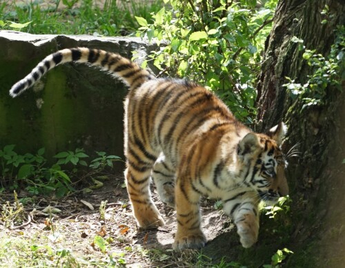 Tigerkind auf der Pirsch