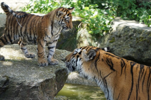 Wer genau hinsieht, erkennt, dass am Schwanz des Tigerjungen noch die Wassertropfen abperlen