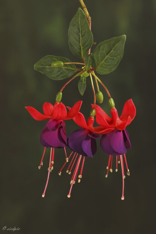 Fuchsie, Fuchsia

Aufnahmeort:	Odenwald	
Kamera:	Canon	EOS 60D
Objektiv:	Sigma Makro	150mm
Stativ		
		
# 00193

© Alle von mir veröffentlichten Bilder unterliegen dem Urheberrecht und dürfen ohne meine schriftliche Genehmigung nicht verwendet werden.