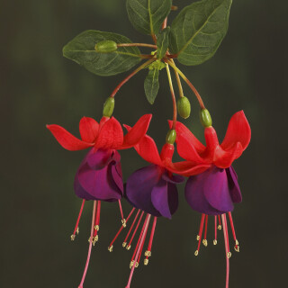 Fuchsie_Fuchsia_20240901_0001_B_Web