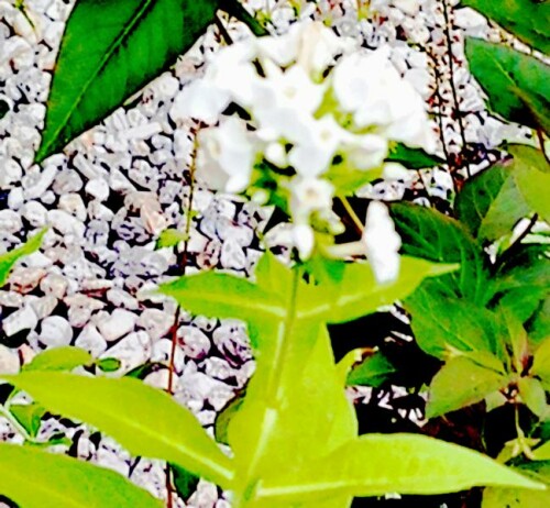 Die weißblühende Sorte des Hochstauden-Phlox(Phlox paniculatum(L.)) "David wird"  
https://de.wikipedia.org/wiki/Flammenblumen Auch Hybriden finden Verwendung als Zierpflanze.
https://de.wikipedia.org/wiki/Flammenblumen