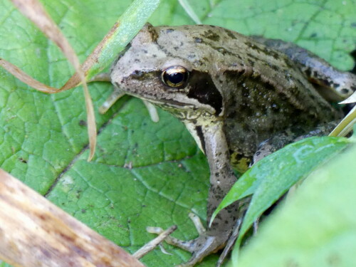 2024 08 25 Grasfrosch 1