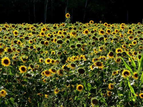 2024-09-02-Sonnenblumen-bei-Nehdorf-eine-uberragend-2.jpeg