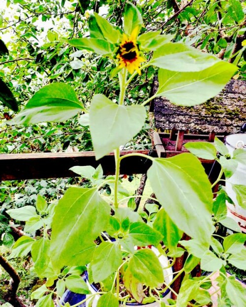 Die Sonnenblume(Helianthus annuus(L. )) gehört zur Familie der Korbblütler(Asteraceae).
Ihre Samen sind essbar. Sie können auch als Vogelfutter Verwendung finden.
https://de.wikipedia.org/wiki/Sonnenblume