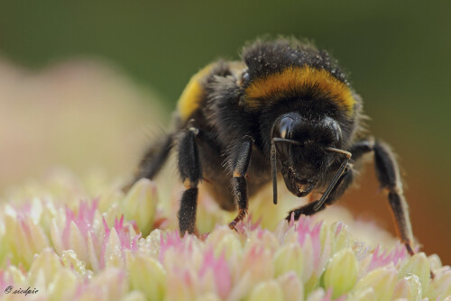 Dunkle Erdhummel, Bombus terrestris, Buff-tailed bumblebee

Aufnahmeort:	Odenwald	
Kamera:	Canon	EOS 60D
Objektiv:	Sigma Makro	150mm
Stativ		
		
# 00198

© Alle von mir veröffentlichten Bilder unterliegen dem Urheberrecht und dürfen ohne meine schriftliche Genehmigung nicht verwendet werden.