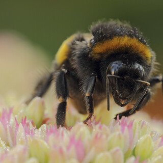 Dunkle-Erdhummel_Bombus-terrestris_20180816_0004_B_Web