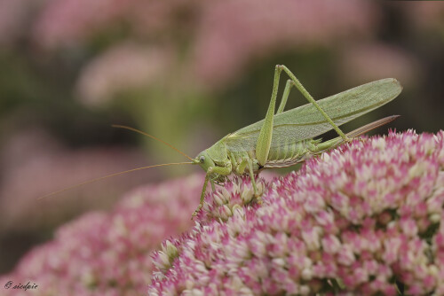 Großes Heupferd, Tettigonia viridissima, Great green bush cricket

Aufnahmeort:	Odenwald	
Kamera:	Canon	EOS 60D
Objektiv:	Sigma Makro	150mm
Stativ		
		
# 00199

© Alle von mir veröffentlichten Bilder unterliegen dem Urheberrecht und dürfen ohne meine schriftliche Genehmigung nicht verwendet werden.