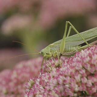 Grosses-Heupferd_Tettigonia-viridissima_20240906_0005_B_Web