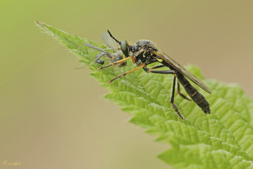 Höcker-Habichtsfliege, Dioctria rufipes, Common red-legged robberfly

Aufnahmeort:	Odenwald	
Kamera:	Canon	EOS 60D
Objektiv:	Sigma Makro	150mm
Stativ		
		
# 00197

© Alle von mir veröffentlichten Bilder unterliegen dem Urheberrecht und dürfen ohne meine schriftliche Genehmigung nicht verwendet werden.