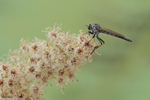 Kleiner Strauchdieb, Neoitamus socius,  Common Awl Robberfly

Aufnahmeort:	Odenwald	
Kamera:	Canon	EOS 60D
Objektiv:	Sigma Makro	150mm
Stativ		
		
# 00196

© Alle von mir veröffentlichten Bilder unterliegen dem Urheberrecht und dürfen ohne meine schriftliche Genehmigung nicht verwendet werden.