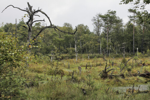 Das Pietzmoor

Aufnahmeort:	Niedersachsen	
Kamera:	Canon	EOS 60D
Objektiv:	Canon 	EF 17-40mm
Stativ, CPL Filter		
		
# 00200

© Alle von mir veröffentlichten Bilder unterliegen dem Urheberrecht und dürfen ohne meine schriftliche Genehmigung nicht verwendet werden.