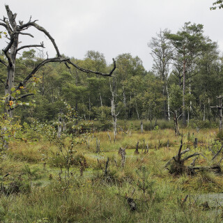 NG-Lueneburger-Heide_Pietzmoor_20130904_0005_B_F-Weich-Kontr_Web