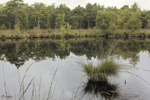 Das Pietzmoor

Aufnahmeort:	Niedersachsen	
Kamera:	Canon	EOS 60D
Objektiv:	Canon 	EF 17-40mm
Stativ, CPL Filter		
		
# 00201

© Alle von mir veröffentlichten Bilder unterliegen dem Urheberrecht und dürfen ohne meine schriftliche Genehmigung nicht verwendet werden.