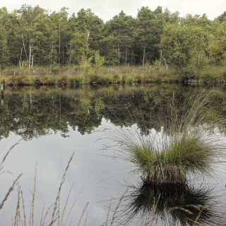 NG-Lueneburger-Heide_Pietzmoor_20130904_0006_B1_HDR-gleichmas_Web