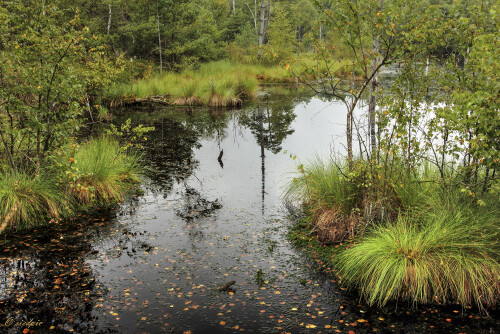 Das Pietzmoor

Aufnahmeort:	Niedersachsen	
Kamera:	Canon	EOS 60D
Objektiv:	Canon 	EF 17-40mm
Stativ, CPL Filter		
		
# 00202

© Alle von mir veröffentlichten Bilder unterliegen dem Urheberrecht und dürfen ohne meine schriftliche Genehmigung nicht verwendet werden.