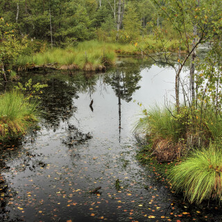 NG-Lueneburger-Heide_Pietzmoor_20130904_0033_B_HDR-ausgewog_Web