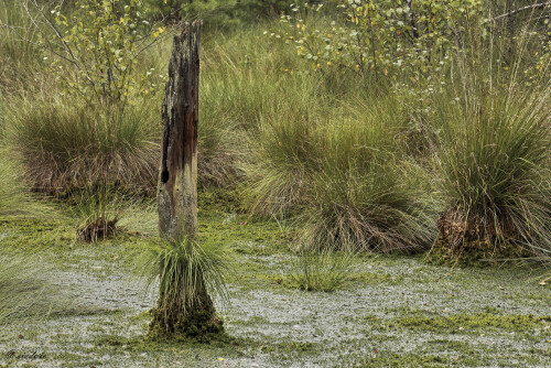 Das Pietzmoor

Aufnahmeort:	Niedersachsen	
Kamera:	Canon	EOS 60D
Objektiv:	Canon 	EF 70-200mm
Stativ, CPL Filter		
		
# 00203

© Alle von mir veröffentlichten Bilder unterliegen dem Urheberrecht und dürfen ohne meine schriftliche Genehmigung nicht verwendet werden.