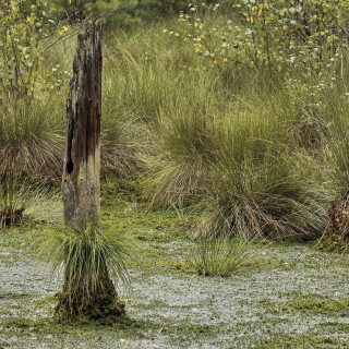 NG-Lueneburger-Heide_Pietzmoor_20130904_0063_B1_HDR-ausgewog_Web