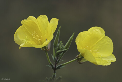 Gemeine Nachtkerze, Oenothera biennis, Eveningstar

Aufnahmeort:	Odenwald	
Kamera:	Canon	EOS 60D
Objektiv:	Sigma Makro	150mm
Stativ		
		
# 00204

© Alle von mir veröffentlichten Bilder unterliegen dem Urheberrecht und dürfen ohne meine schriftliche Genehmigung nicht verwendet werden.