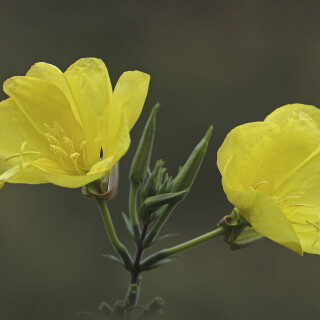 Gemeine-Nachtkerze_Oenothera-biennis_20240908_0002_B1_Web