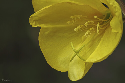 Gemeine Nachtkerze, Oenothera biennis, Eveningstar

Aufnahmeort:	Odenwald	
Kamera:	Canon	EOS 60D
Objektiv:	Sigma Makro	150mm
Stativ		
		
# 00205

© Alle von mir veröffentlichten Bilder unterliegen dem Urheberrecht und dürfen ohne meine schriftliche Genehmigung nicht verwendet werden.