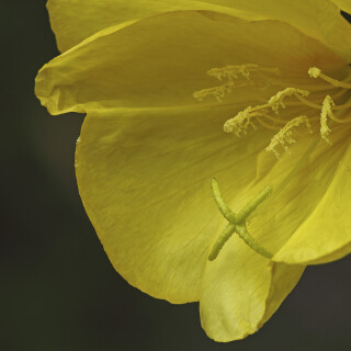 Gemeine-Nachtkerze_Oenothera-biennis_20240908_0006_B_Web