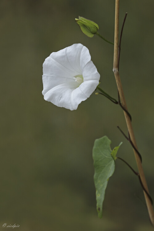 Echte Zaunwinde, Calystegia sepium, Bellbind

Aufnahmeort:	Odenwald	
Kamera:	Canon	EOS 60D
Objektiv:	Sigma Makro	150mm
Stativ		
		
# 00206

© Alle von mir veröffentlichten Bilder unterliegen dem Urheberrecht und dürfen ohne meine schriftliche Genehmigung nicht verwendet werden.