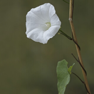 Echte-Zaunwinde_Calystegia-sepium_20240908_0003_B_Web