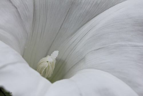 Echte-Zaunwinde_Calystegia-sepium_20240908_0014_B_Web.jpeg