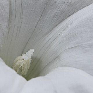 Echte-Zaunwinde_Calystegia-sepium_20240908_0014_B_Web
