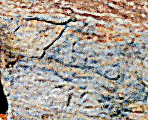 K800_Fossilisierte-Baumborke-mit-Minniaustrieb_upscayl_1x_ultrasharp.jpeg
