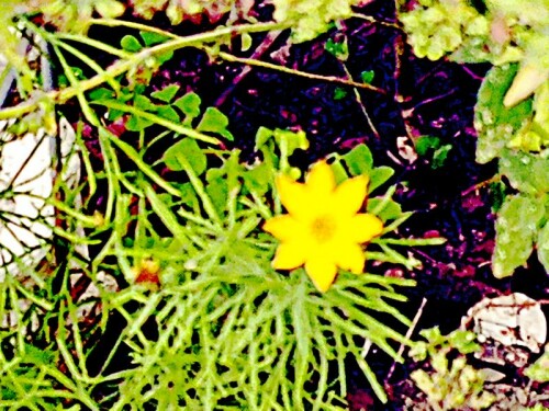 Quirlblättriges Mädchenauge(Coreopsis verticillata(L. ) ist eine Pflanze, die in Höhen von 10 bis 500 Metern im Osten der USA wachsen.
https://de.wikipedia.org/wiki/M%C3%A4dchenaugen