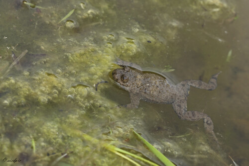 Gelbbauchunke, Bombina variegata, Yellow-bellied toad

Aufnahmeort:	Odenwald	
Kamera:	Canon	EOS 60D
Objektiv:	Sigma Makro	150mm
Bohnensack		
		
# 00208

© Alle von mir veröffentlichten Bilder unterliegen dem Urheberrecht und dürfen ohne meine schriftliche Genehmigung nicht verwendet werden.