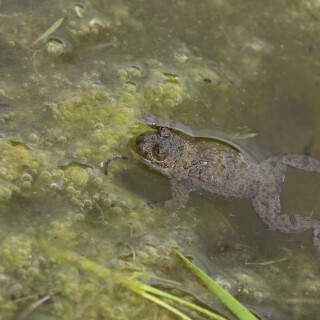 Gelbbauchunke_Bombina-variegata_20160511_0023_B_Web