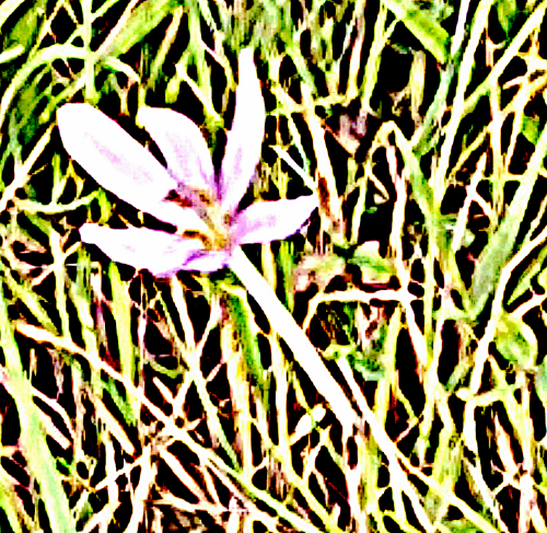 HerbstzeitloseColchicum-autumnaleL.-3.png