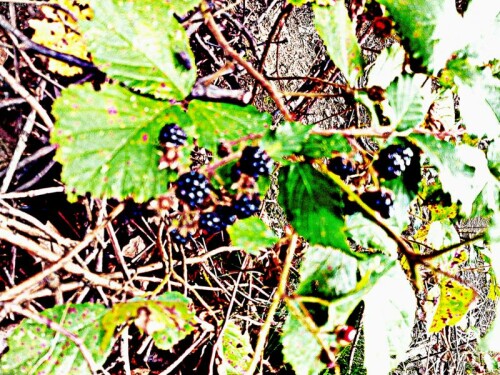 K800_BrombeerenRubus-sect.-Rubus-am-Waldrand-des-Hirschberges-2_upscayl_1x_ultrasharp.jpeg