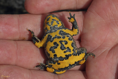 Gelbbauchunke, Bombina variegata, Yellow-bellied toad
Kahnstellung, Abwehrstellung

Aufnahmeort:	Odenwald	
Kamera:	Canon	EOS 60D
Objektiv:	Sigma Makro	150mm
Bohnensack		
		
# 00209

© Alle von mir veröffentlichten Bilder unterliegen dem Urheberrecht und dürfen ohne meine schriftliche Genehmigung nicht verwendet werden.