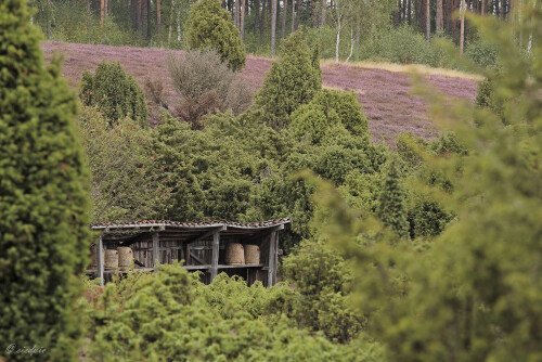 Wacholderheide bei Eimke, Heidelandschaft, Heath

Aufnahmeort:	Niedersachsen	
Kamera:	Canon	EOS 60D
Objektiv:	Canon 	EF 70-200mm
Stativ, CPL Filter		
		
# 00210

© Alle von mir veröffentlichten Bilder unterliegen dem Urheberrecht und dürfen ohne meine schriftliche Genehmigung nicht verwendet werden.