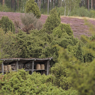 Wacholderheide_Eimke_20130820_0002_B_Web