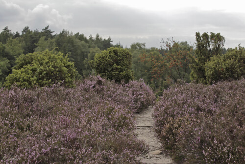 Wacholderheide bei Eimke, Heidelandschaft, Heath

Aufnahmeort:	Niedersachsen	
Kamera:	Canon	EOS 60D
Objektiv:	Canon 	EF 70-200mm
Stativ, CPL Filter		
		
# 00211

© Alle von mir veröffentlichten Bilder unterliegen dem Urheberrecht und dürfen ohne meine schriftliche Genehmigung nicht verwendet werden.