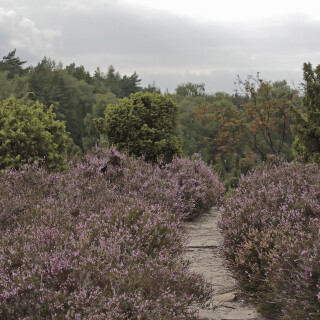 Wacholderheide_Eimke_20130820_0092_B_F-weich-Konturen_Web