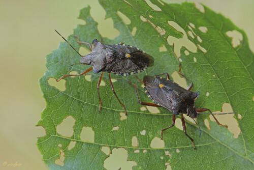 Rotbeinige Baumwanze, Pentatoma rufipe, Forest bug

Aufnahmeort:	Odenwald	
Kamera:	Canon	EOS 60D
Objektiv:	Sigma Makro	150mm
Stativ	
		
# 00212

© Alle von mir veröffentlichten Bilder unterliegen dem Urheberrecht und dürfen ohne meine schriftliche Genehmigung nicht verwendet werden.