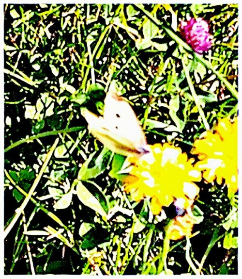 Männlicher Großer Kohlweißling(Pieris brassicae(L. 1758)) beim Besuch von Blüten des Gemeinen Löwenzahns(Taraxacum sect. Ruderalia)
https://de.wikipedia.org/wiki/Gro%C3%9Fer_Kohlwei%C3%9Fling
https://de.wikipedia.org/wiki/Gew%C3%B6hnlicher_L%C3%B6wenzahn