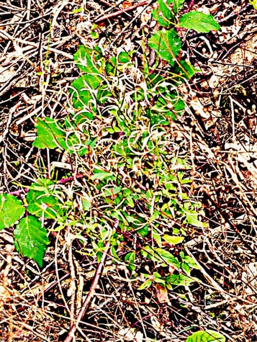 Geöffnete Kapseln des Berg-Weidenröschens(Epilobium monatnum(L.)) am Waldrand des Hirschberges
https://de.wikipedia.org/wiki/Berg-Weidenr%C3%B6schen