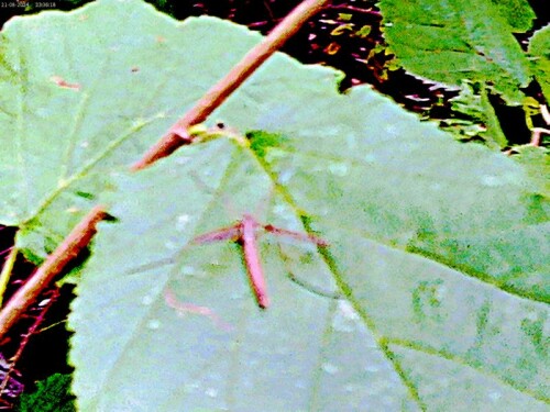 Wiesenschnake(Tipula paludosa(Meigen 1830)) auf einem Blatt einer Hasel(Corylus avellana(L.)) am Waldrand des Hirschberges
https://de.wikipedia.org/wiki/Wiesenschnake