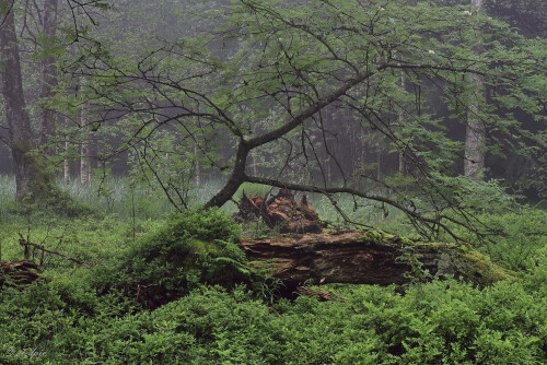 Rotes-Moor_20240522_0016_B2_HDR-ausgewogen_Web.jpeg